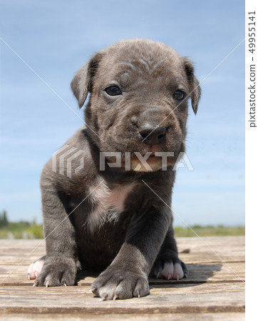 puppy cane corso 49955141