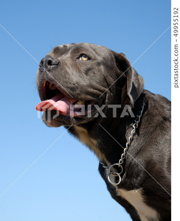 cane corso cane corso 49955192