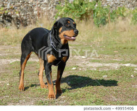 female rottweiler female rottweiler 49955406