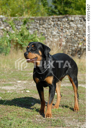 rottweiler rottweiler 49955407