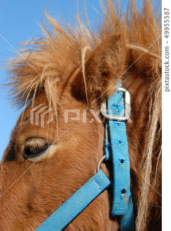 shetland pony shetland pony 49955587