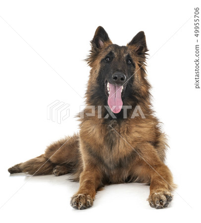 belgian shepherd tervueren belgian shepherd tervueren 49955706
