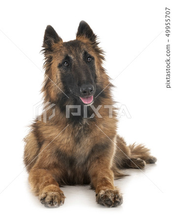 belgian shepherd tervueren 49955707
