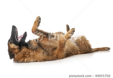 belgian shepherd tervueren belgian shepherd tervueren 49955708