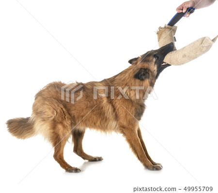 belgian shepherd tervueren belgian shepherd tervueren 49955709