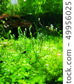 Small forest in the aquarium 49956025