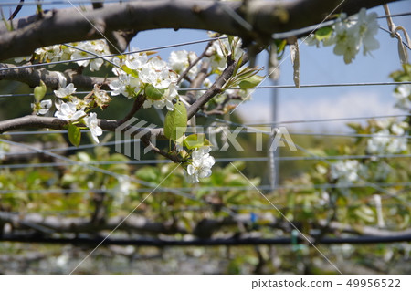 Pear flowers Pear flowers 49956522