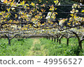 Pear garden pear flower 49956527