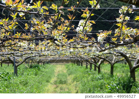 Pear garden pear flower Pear garden pear flower 49956527