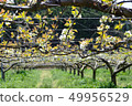Pear garden pear flower 49956529