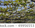 Pear garden pear flower 49956553