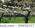 Pear garden pear flower 49956557