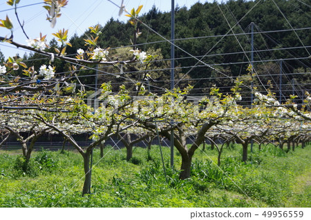 Pear garden pear flower 49956559