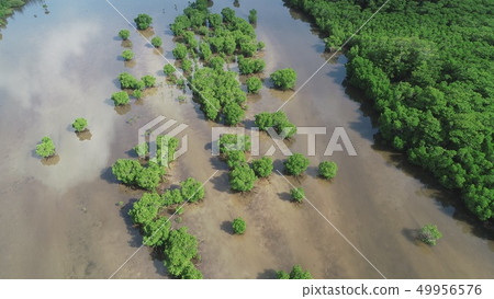 Ishigakijima紅樹林無人機鳥瞰圖1 49956576