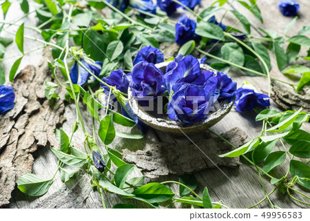 Close up of butterfly pea flower with leaves 49956583