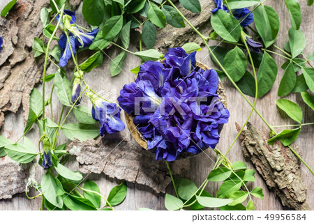 Close up of butterfly pea flower with leaves 49956584