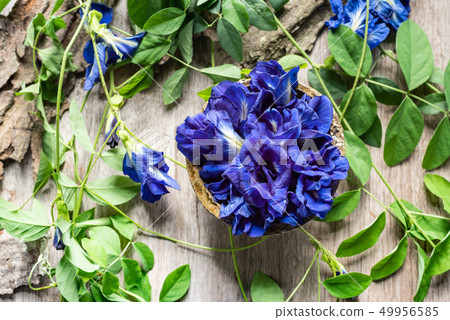 Close up of butterfly pea flower with leaves 49956585