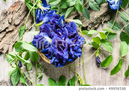 Close up of butterfly pea flower with leaves 49956586