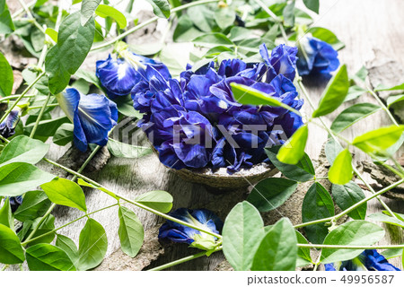 Close up of butterfly pea flower with leaves 49956587