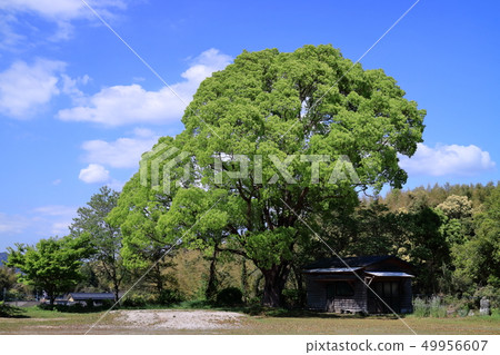 Fresh green and blue sky Fresh green and blue sky 49956607