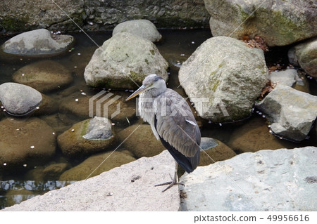 Heron (young bird) Heron (young bird) 49956616