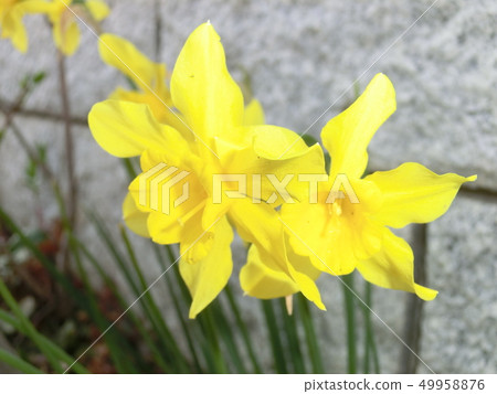 Flowers 49958876