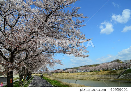 Mukogawa Sakura Corridor Mukogawa Sakura Corridor 49959001