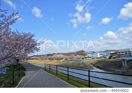 Mukogawa Sakura Corridor 49959002
