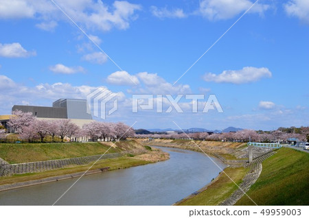 Mukogawa Sakura Corridor Mukogawa Sakura Corridor 49959003