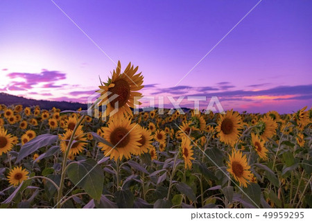 Mashiko town sunflower field Mashiko town sunflower field 49959295