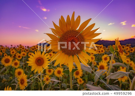 Mashiko town sunflower field 49959296