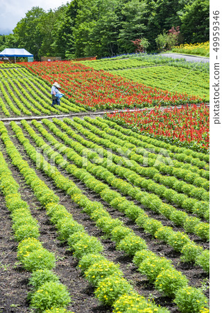 [Flower field] 49959346