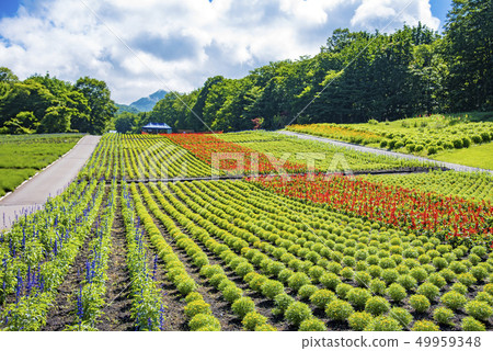 [Flower field] 49959348