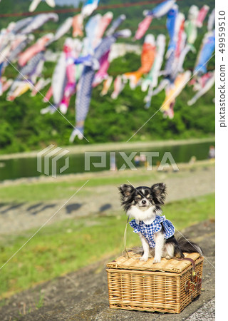 [相模河游泳鯉魚飄帶] 49959510