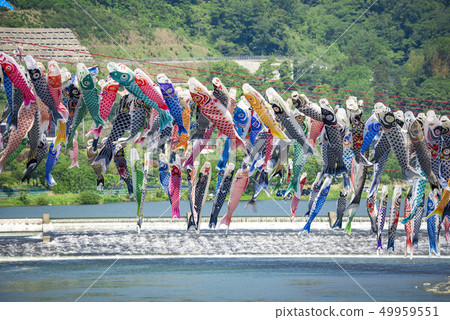 [Swimming carp streamer Sagami River] 49959551