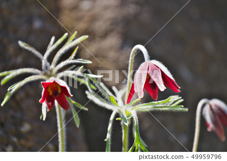 紅牛花 紅牛花 49959796