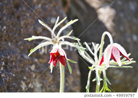 紅牛花 紅牛花 49959797