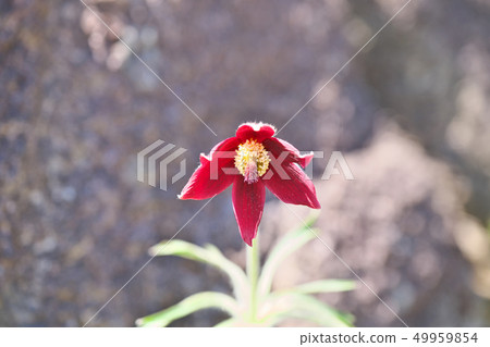 Red ox flower 49959854