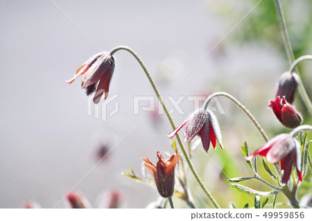 Red ox flower Red ox flower 49959856