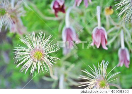 白尾鬍鬚 白尾鬍鬚 49959863