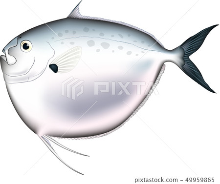 "Silver Mirror" fish illustration, vector format, white background (PNG has a transparent background), single unit. "Silver Mirror" fish illustration, vector format, white background (PNG has a transparent background), single unit. 49959865