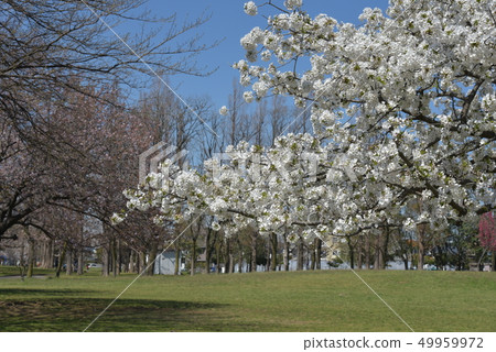 Shinozaki Park 49959972