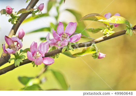 粉紅色的卡琳花 49960648