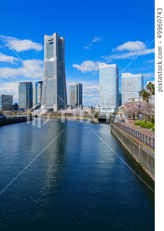 Yokohama Minato Mirai and cherry blossoms in full bloom Yokohama Minato Mirai and cherry blossoms in full bloom 49960743