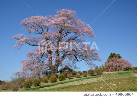 Miharu Tenjin Sakura 49960904