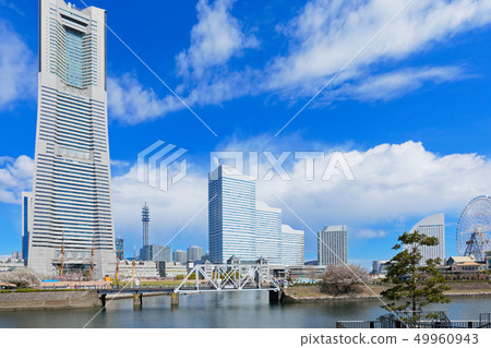 Yokohama Minato Mirai and cherry blossoms in full bloom 49960943