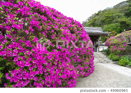 [Kamakura] Azalea of Anyangin 49960965