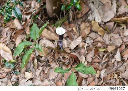 Musashia Bumi (Musashi stirrup), flowers and fruits Musashia Bumi (Musashi stirrup), flowers and fruits 49961037