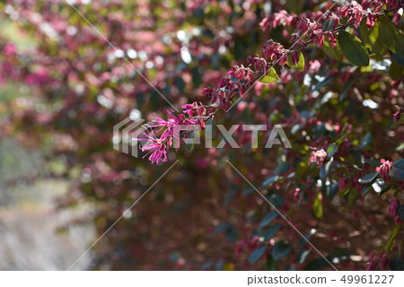 紅花Tokiwamansaku（紅花Tokonkaku Makoto） 49961227