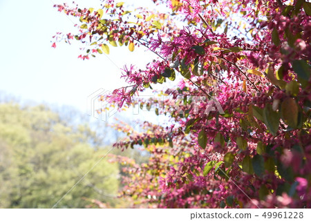 紅花Tokiwamansaku（紅花Tokonkaku Makoto） 49961228